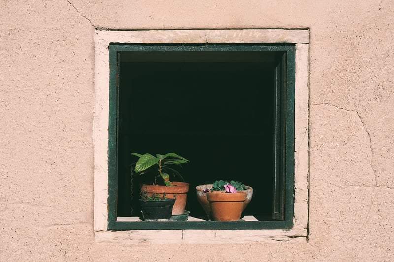 Wellness Insights